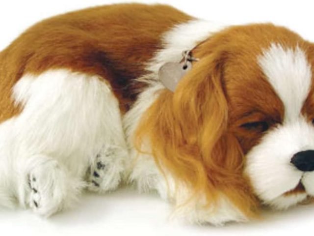 Perfect Petzzz Cavalier King Charles + Carry Bag